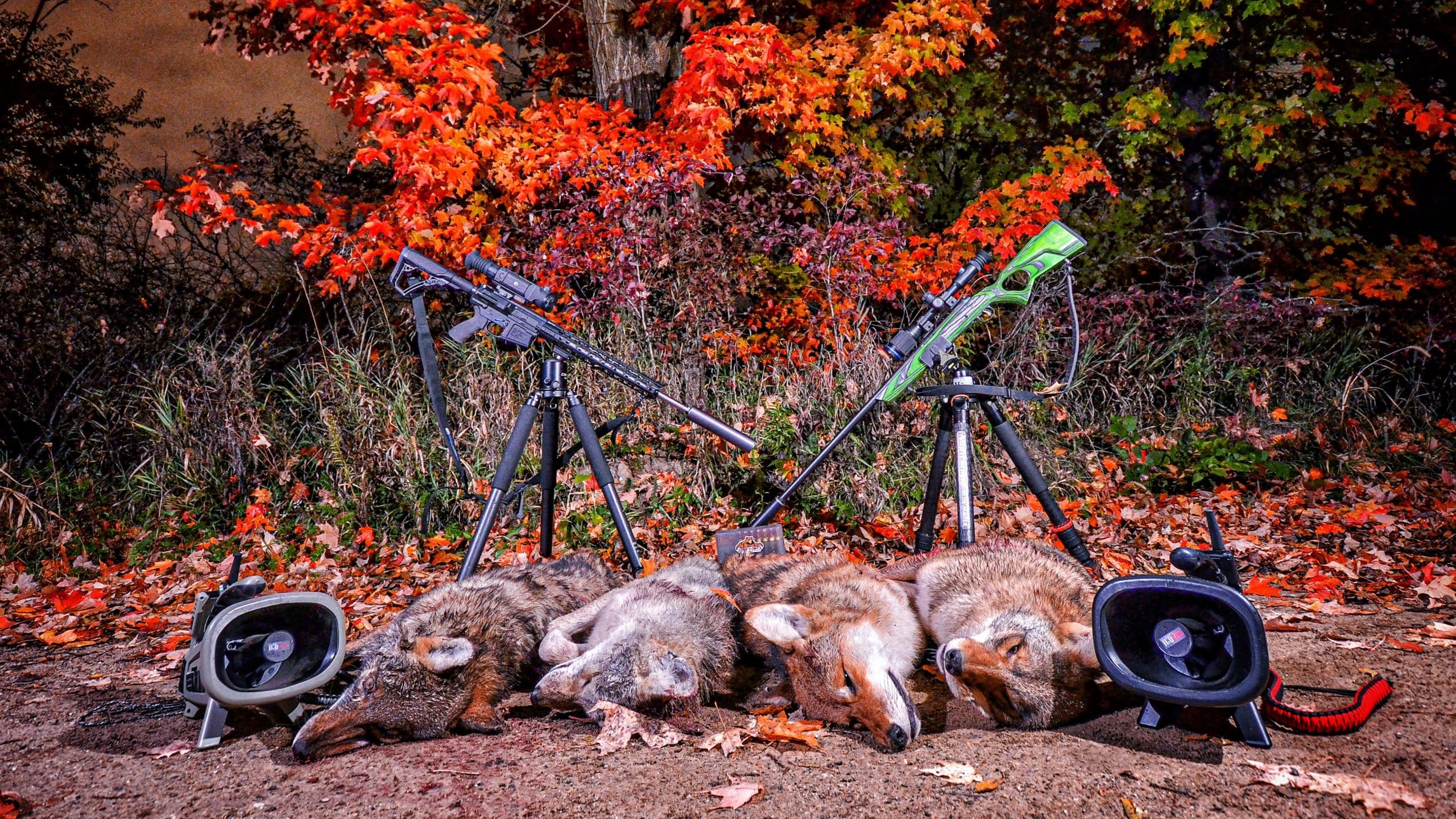 Tips and Techniques for Hunting Coyotes at Night - Coyote Light